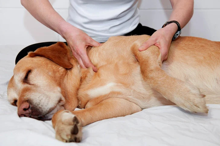 🌿 Holistic Pet Care: Natural Remedies Every Pet Owner Should Know