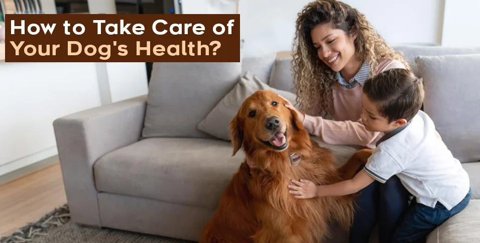 🐶 The Ultimate Guide to a Healthier, Happier Dog in 2025