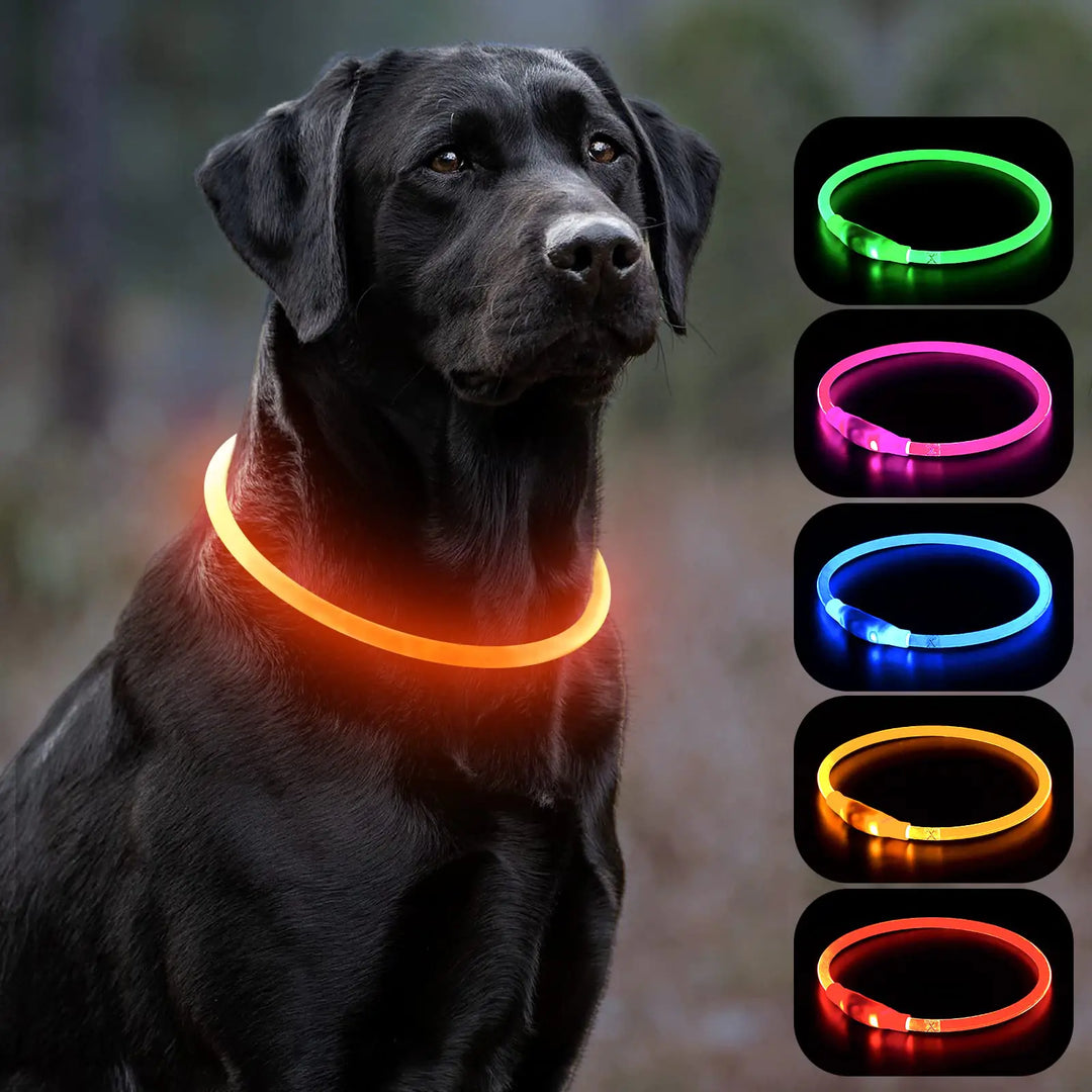 Vizbrite LED dog collar in multiple colors visible on black lab, waterproof and rechargeable for night safety.
