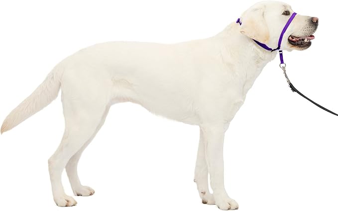 Gentle Leader No-Pull Dog Headcollar - the Ultimate Solution to Pulling - Redirects Your Dog'S Pulling for Easier Walks - Helps You Regain Control - Medium, Charcoal