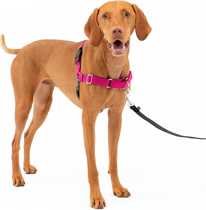 Easy Walk No-Pull Dog Harness - the Ultimate Harness to Help Stop Pulling - Take Control & Teach Better Leash Manners - Helps Prevent Pets Pulling on Walks, Medium, Black/Silver