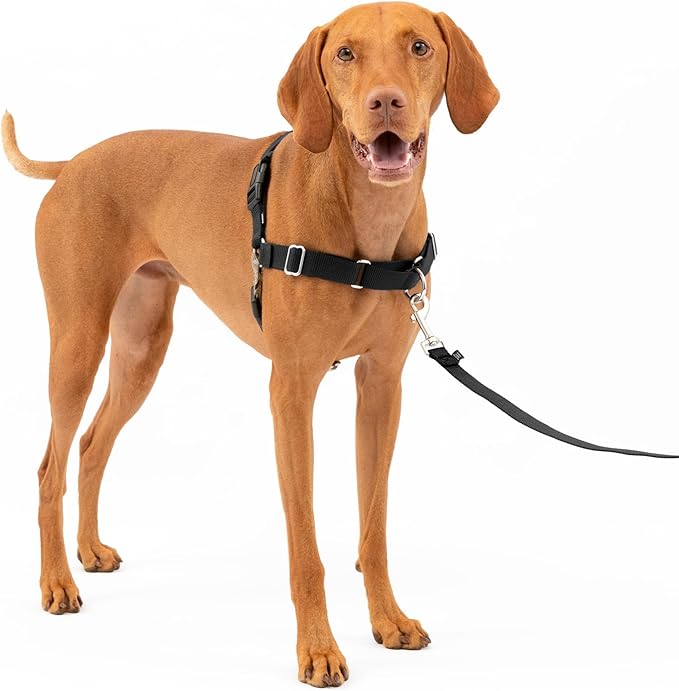 Easy Walk No-Pull Dog Harness - the Ultimate Harness to Help Stop Pulling - Take Control & Teach Better Leash Manners - Helps Prevent Pets Pulling on Walks, Medium, Black/Silver