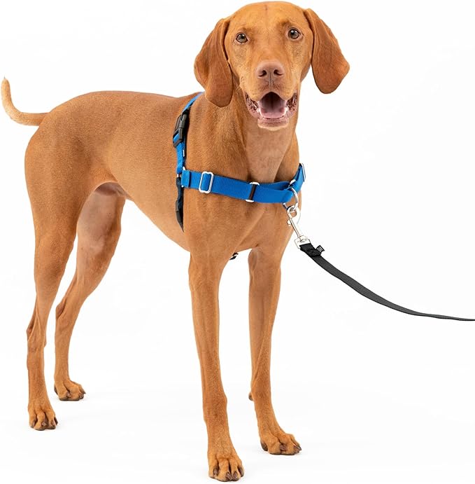 Easy Walk No-Pull Dog Harness - the Ultimate Harness to Help Stop Pulling - Take Control & Teach Better Leash Manners - Helps Prevent Pets Pulling on Walks, Medium, Black/Silver