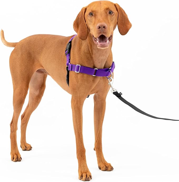 Easy Walk No-Pull Dog Harness - the Ultimate Harness to Help Stop Pulling - Take Control & Teach Better Leash Manners - Helps Prevent Pets Pulling on Walks, Medium, Black/Silver