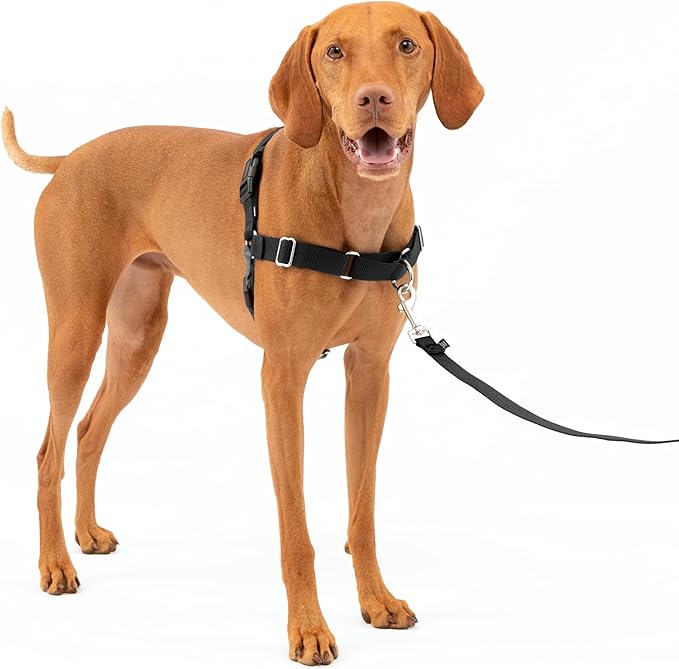 Easy Walk No-Pull Dog Harness - the Ultimate Harness to Help Stop Pulling - Take Control & Teach Better Leash Manners - Helps Prevent Pets Pulling on Walks, Medium, Black/Silver
