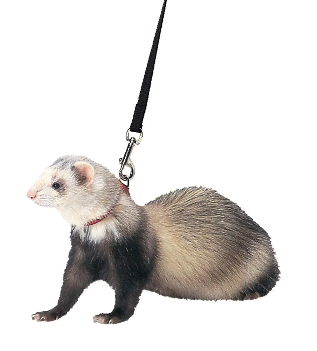 Marshall Pet Products black harness and lead on ferret, adjustable nylon design.