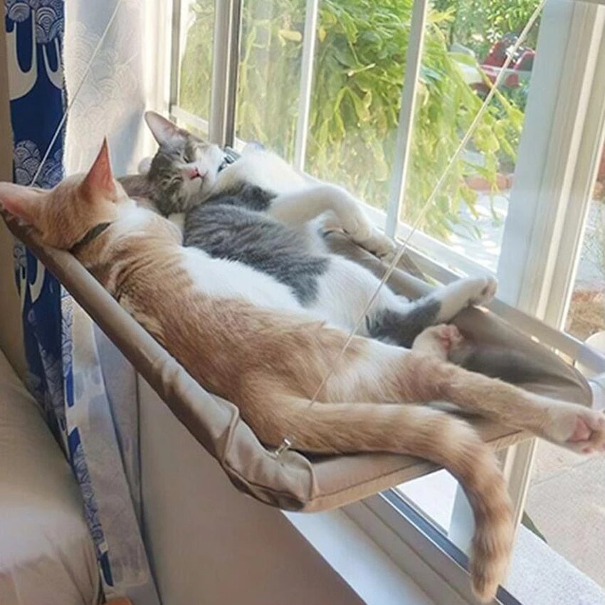 Cozy cats lounging in a Bearing Hanging Cat Bed by the window.